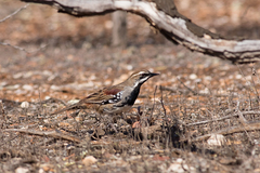 Chestnut Quail-Thrush photo 5