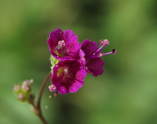 Wineflower