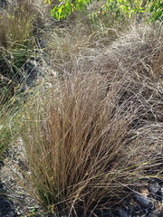 Juncus usitatus