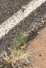 Lupinus havardii