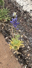 Lupinus havardii