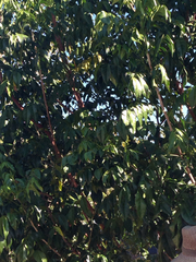 Ganophyllum falcatum