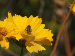Osmia coloradensis
