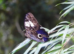 Caligo martia