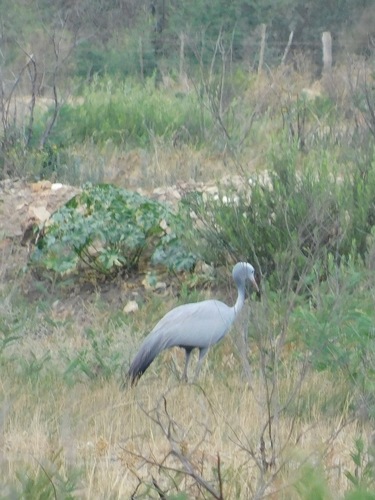 Grus paradiseus