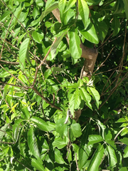 Vitex trifolia