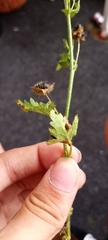 Galium virgatum