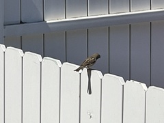 Passer domesticus