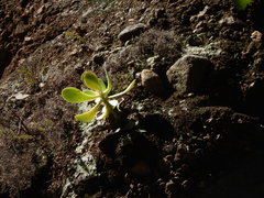 Gibbiflorae