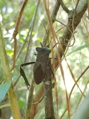 Acanthocephala declivis image