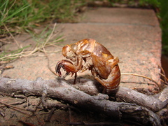 Cryptotympana atrata