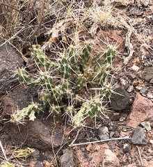 Grusonia
