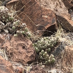 Grusonia