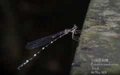 Protosticta taipokauensis