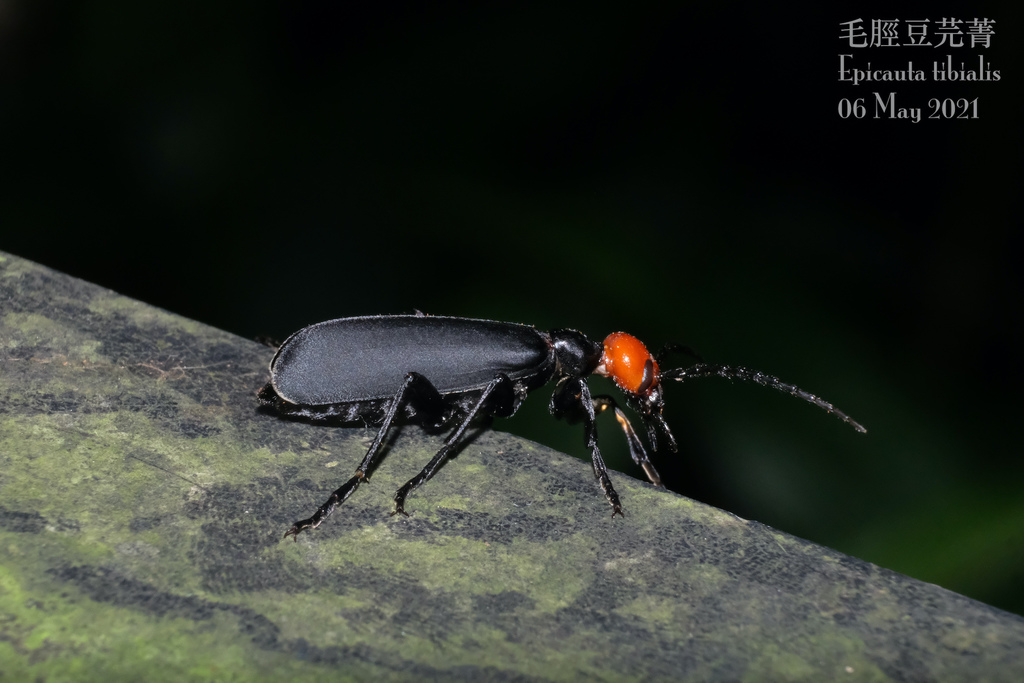 Epicauta tibialis