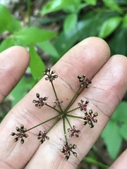Thaspium trifoliatum trifoliatum