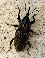 Sphenophorus cariosus