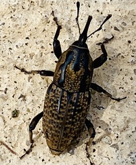 Sphenophorus cariosus