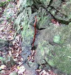 Oreocryptophis porphyraceus