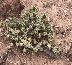 Grusonia