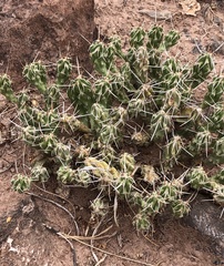 Grusonia