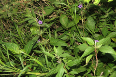 Ruellia viscidula