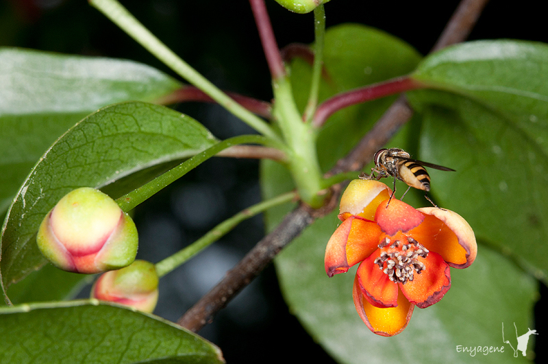 Schisandraceae