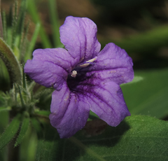 Ruellia viscidula