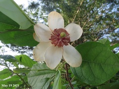 Magnolia sieboldii
