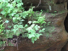 Aconitum noveboracense