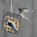 Northern Downy Woodpecker - Photo (c) Steven Mlodinow, some rights reserved (CC BY-NC), uploaded by Steven Mlodinow