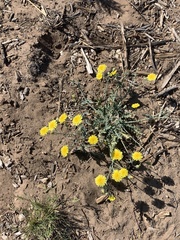 Malacothrix sonchoides