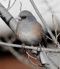 Junco hyemalis mearnsi