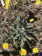 Malacothrix sonchoides