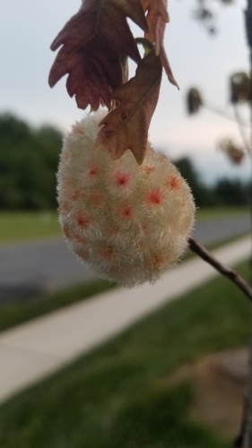 Wool Sower Gall Wasp photo 3