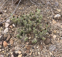 Grusonia