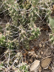 Grusonia