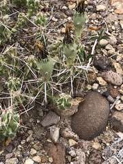Grusonia