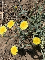 Malacothrix sonchoides