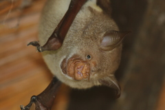 Macronycteris vittatus