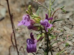 Sairocarpus vexillocalyculatus