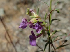 Sairocarpus vexillocalyculatus