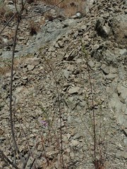 Sairocarpus vexillocalyculatus