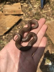 Virginia valeriae elegans