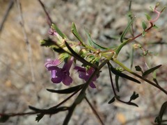 Sairocarpus vexillocalyculatus
