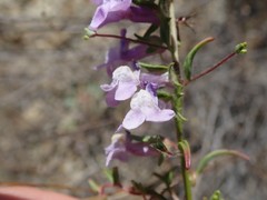 Sairocarpus vexillocalyculatus