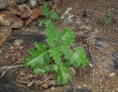 Aosa rupestris