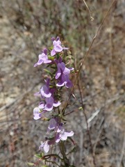 Sairocarpus vexillocalyculatus