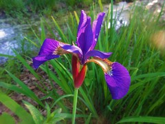 Iris sanguinea