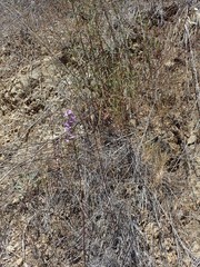 Sairocarpus vexillocalyculatus